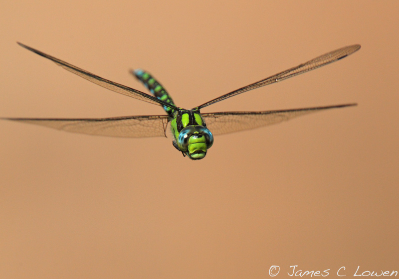 Southern Hawker