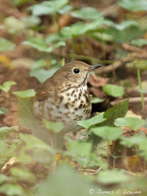 Hermit Thrush