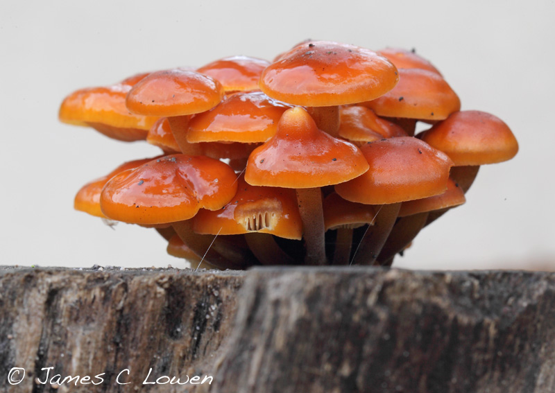 UK fungi