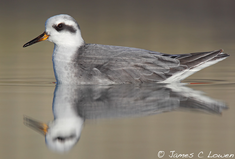 Grey Phalarope