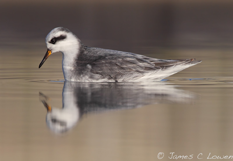 Grey Phalarope
