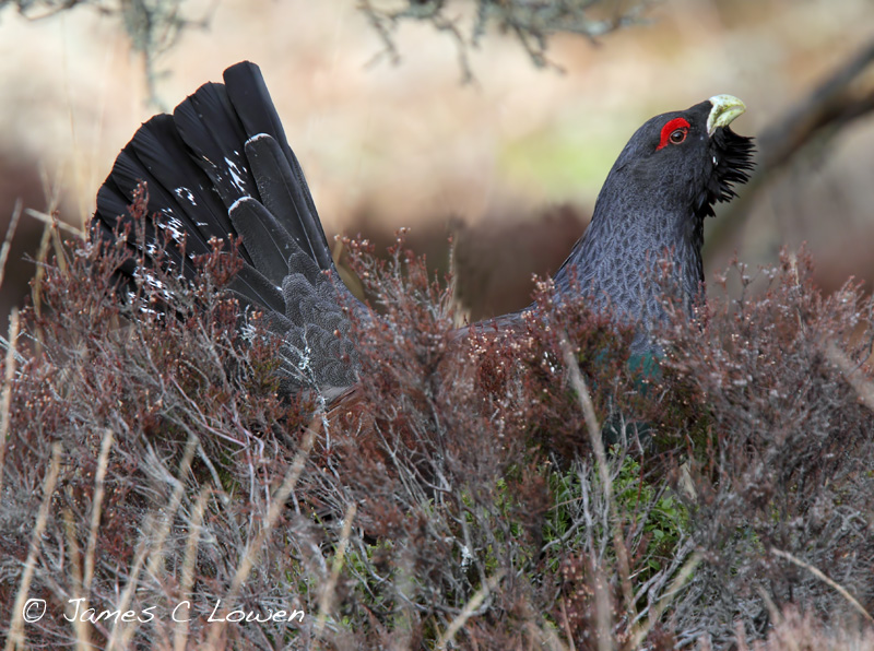 Capercaillie