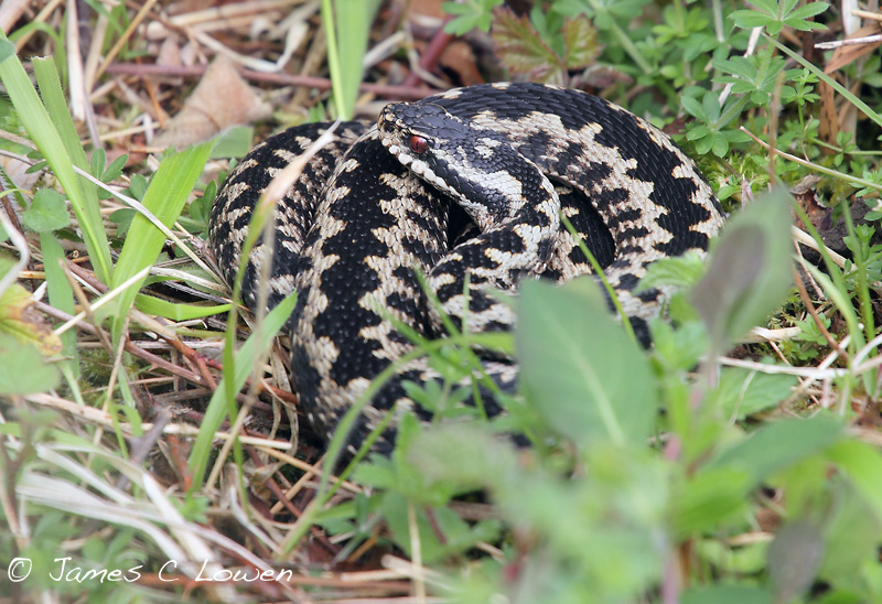 Adder
