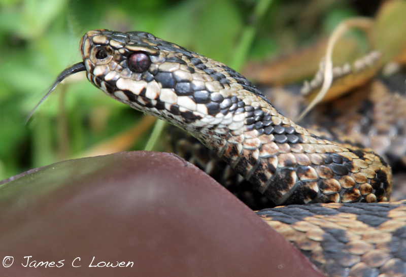 Adder