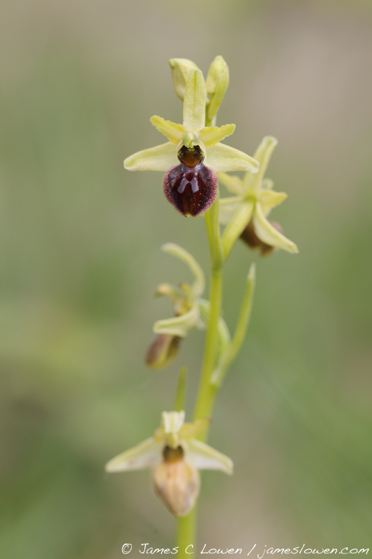 Early Spider Orchid