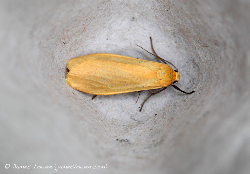 Orange Footman