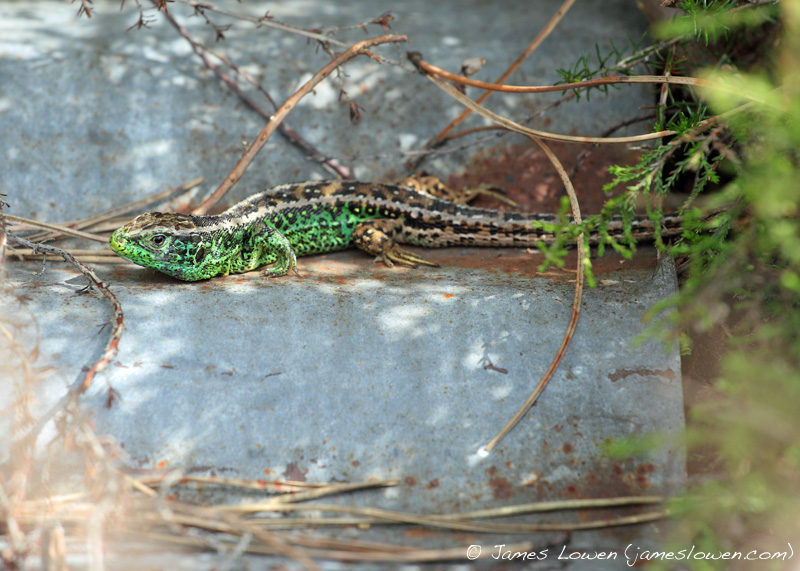 Sand Lizard