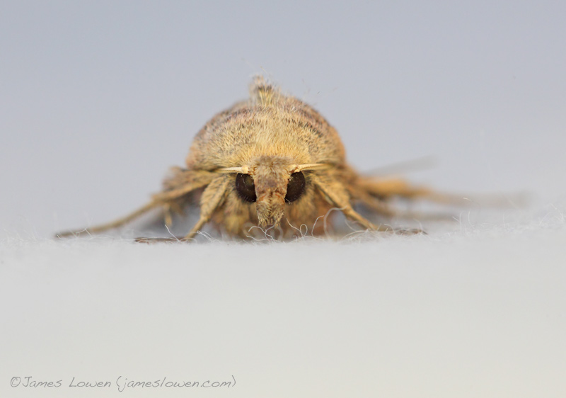 Shoulder-striped Wainscot