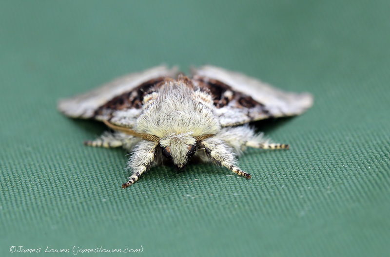 Nut-tree Tussock