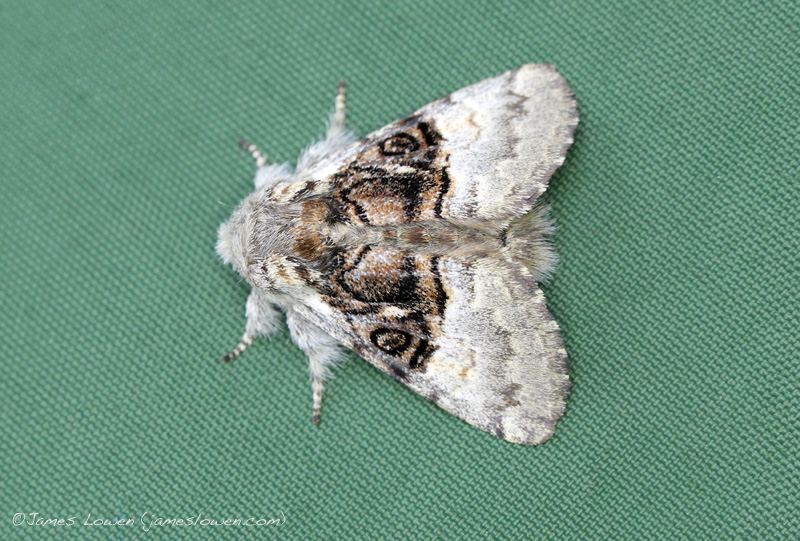 Nut-tree Tussock