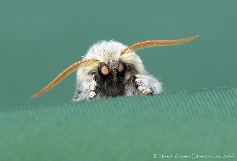 Nut-tree Tussock