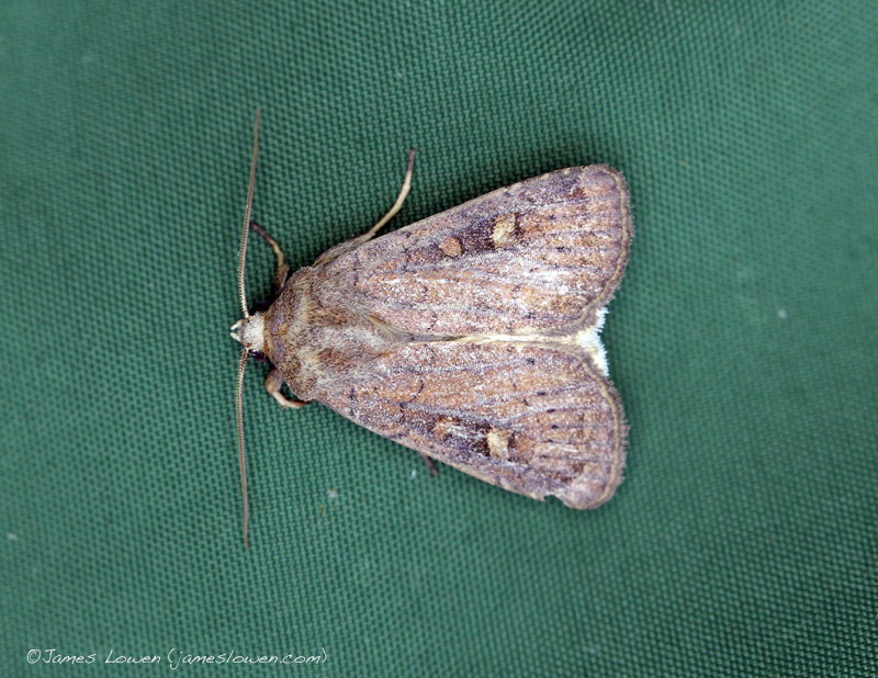 Square-spot Rustic