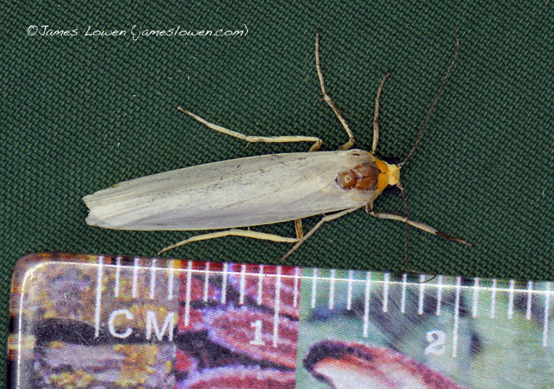 Hoary Footman
