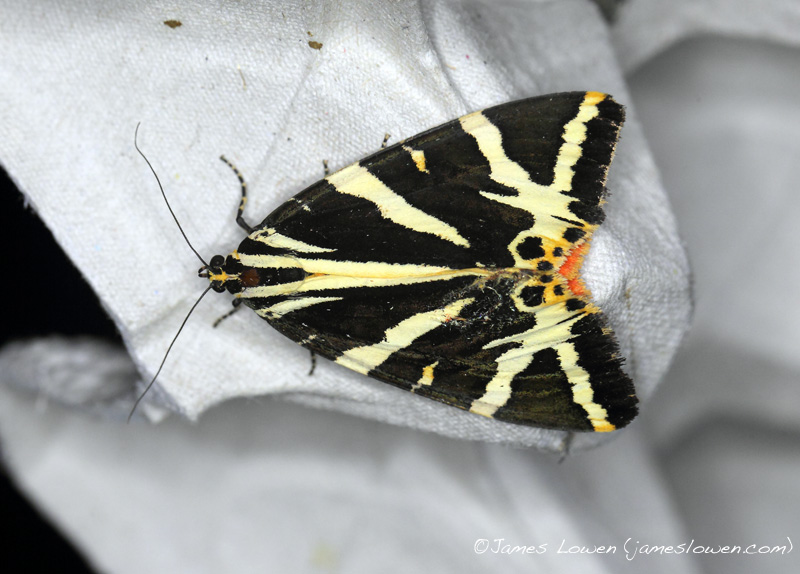 Jersey Tiger