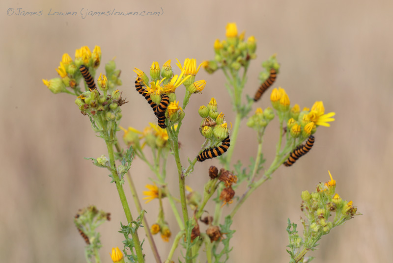 Cinnabar Moth caterpillar