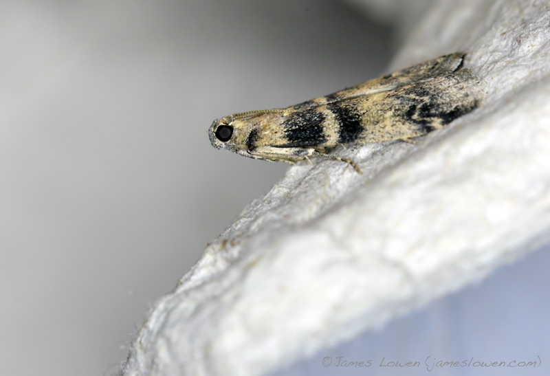Euzophera pinguis