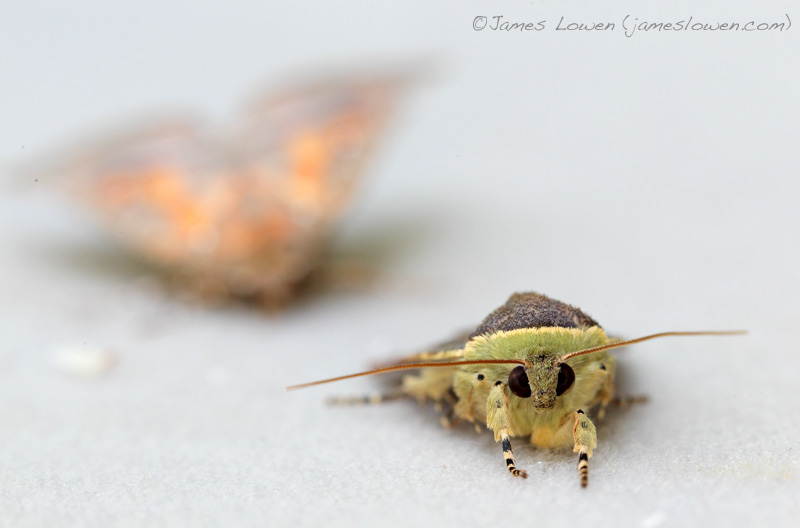 Lesser Broad-bordered Yellow Underwing