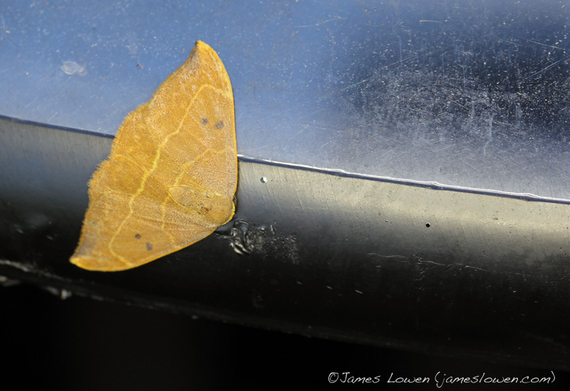 Oak Hook-tip