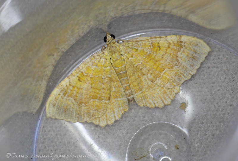 Yellow Shell