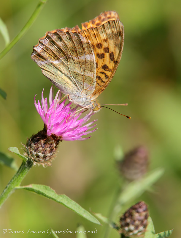Silver-washed Fritillary