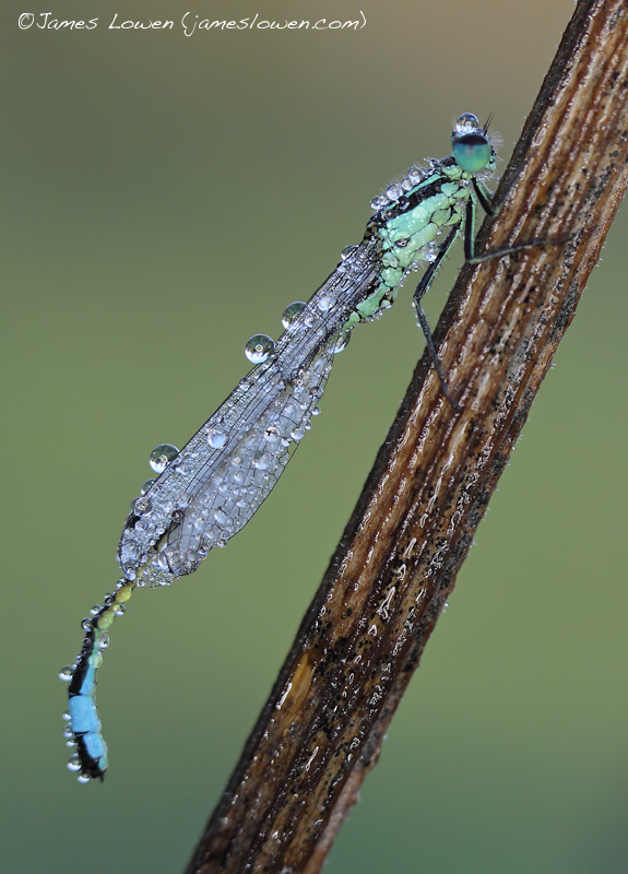 *NEW* Blue-tailed Damselfly