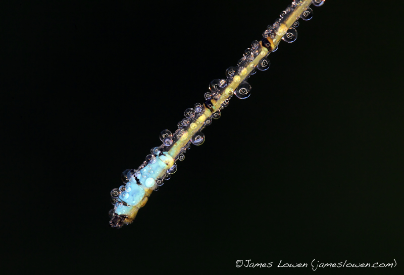 *NEW* Dewy damsels
