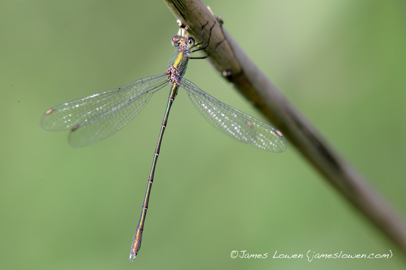 Emerald Damselflies