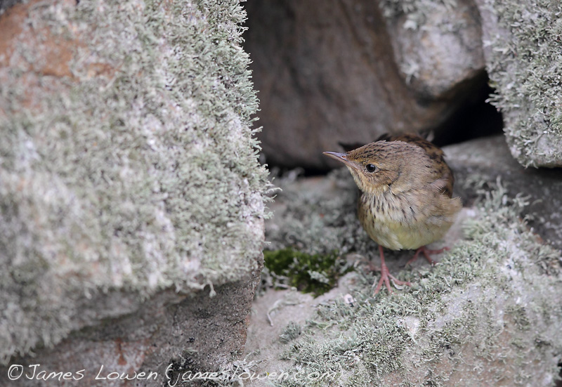 Lanceolated Warbler