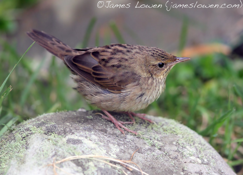 Lanceolated Warbler