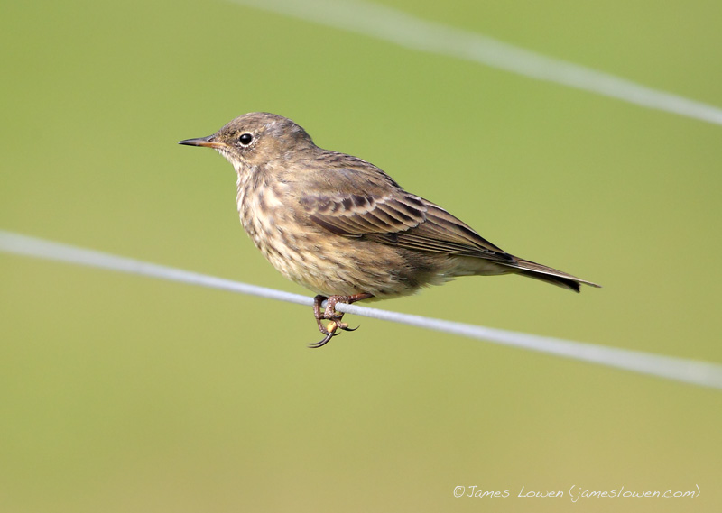 Pipits