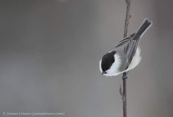 Finland wildlife