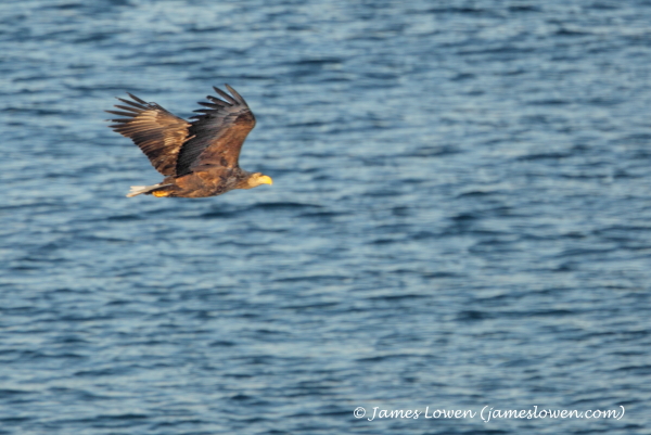 Varanger birds