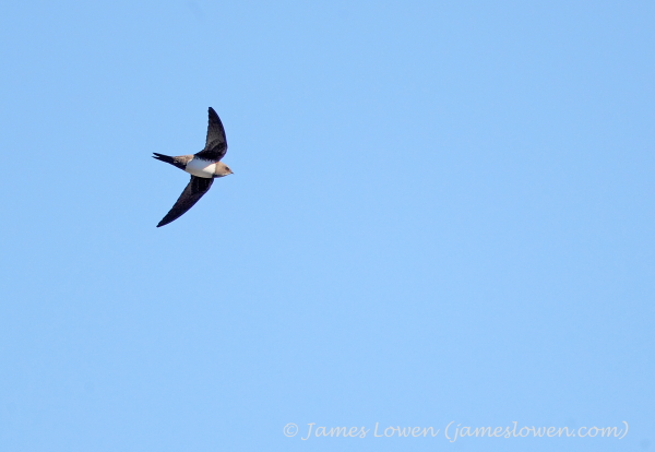 Alpine Swift
