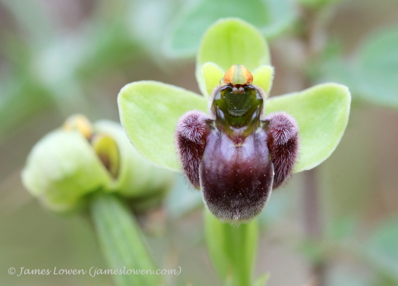 Ophrys bombyliflora
