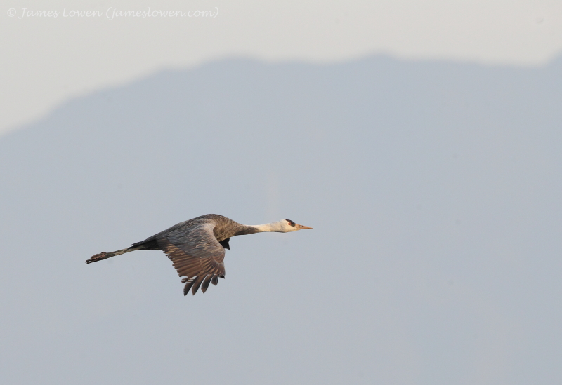 Hooded Crane