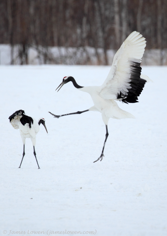 Red-crowned Crane