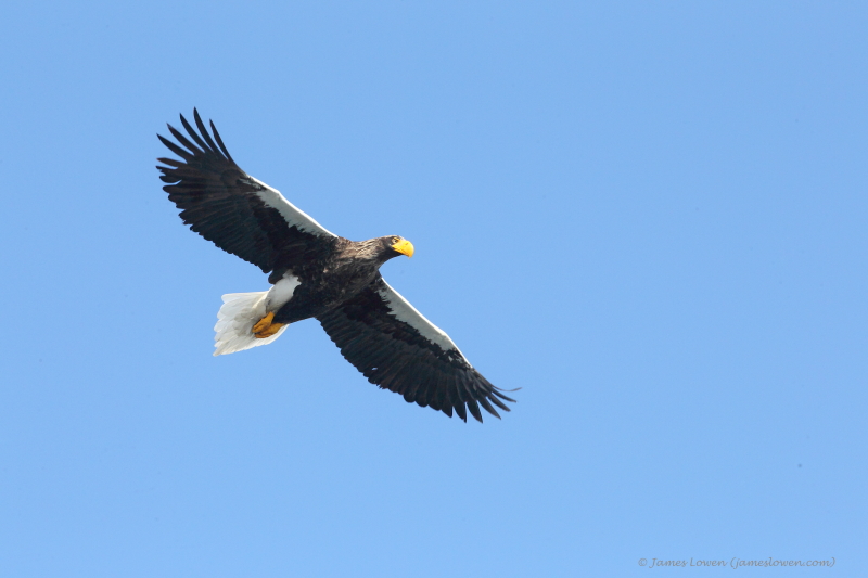 Stellers Sea Eagle_8864