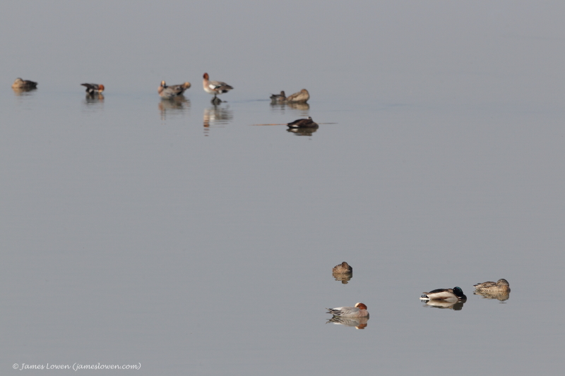 Japan's waterbirds