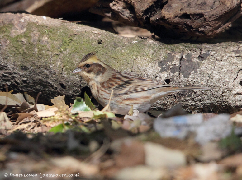 Japan's winter passerines