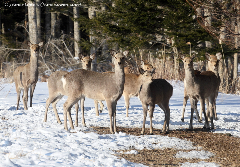 Japan's mammals