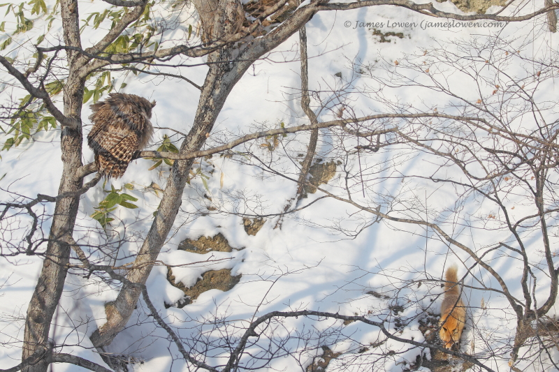 Blakistons Fish Owl