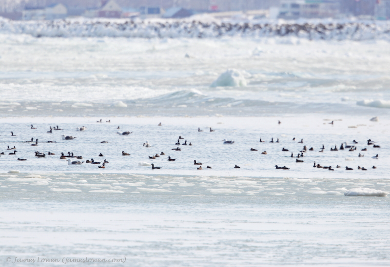 Ducks amidst frozen sea at Abashiri_7040