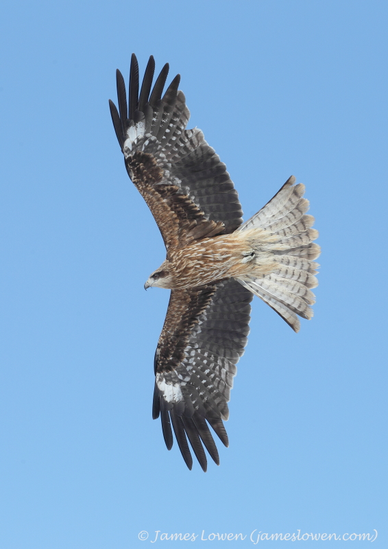 Black(-eared) Kite