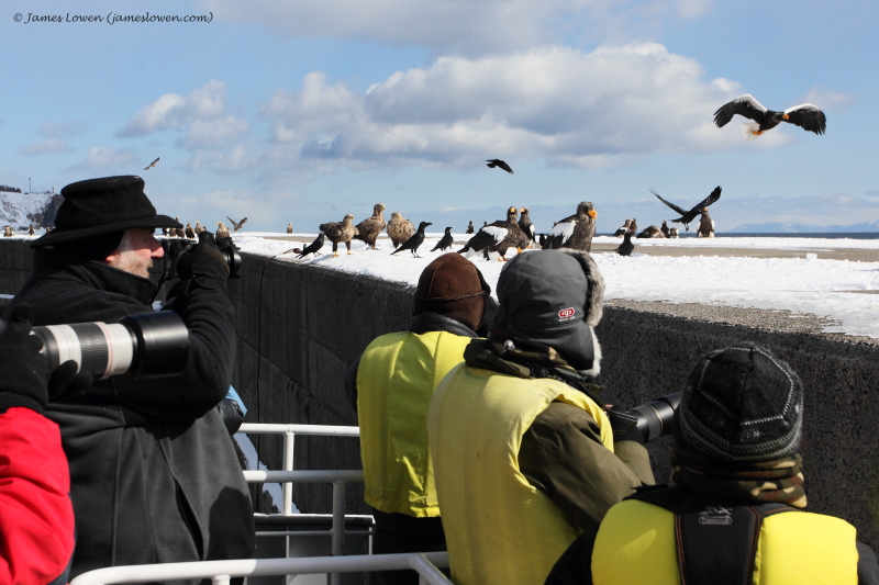 Japan's eagles