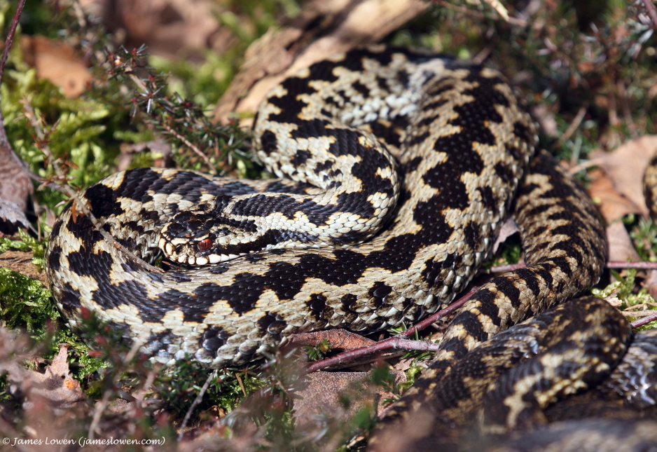 Adder