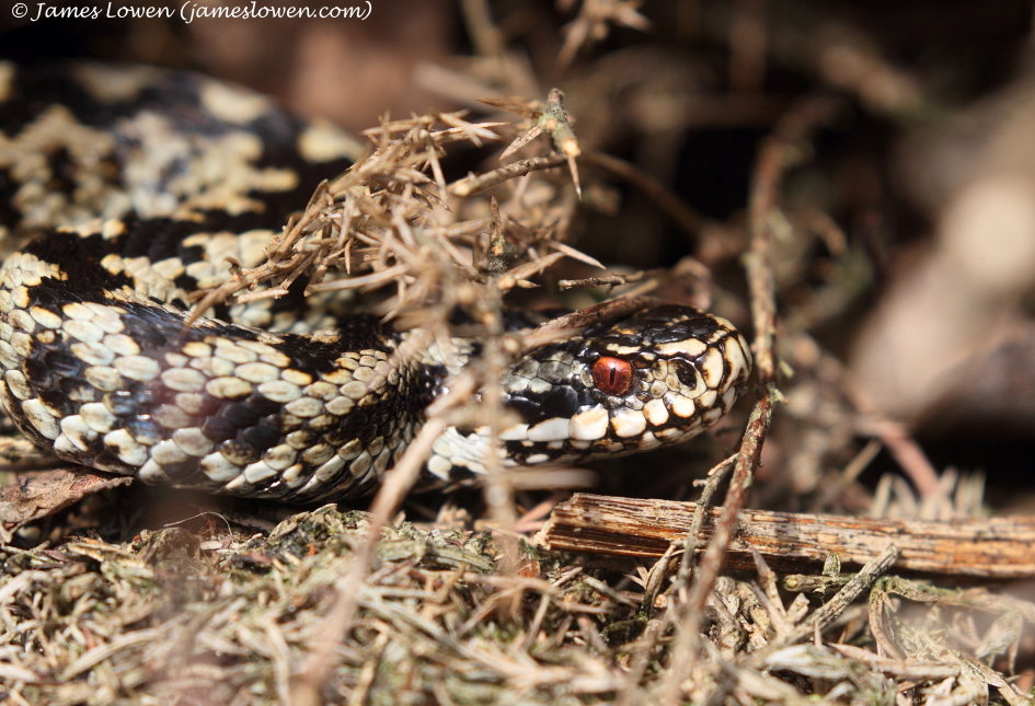 Adder