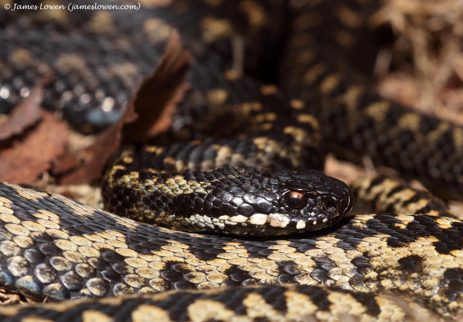 Adder