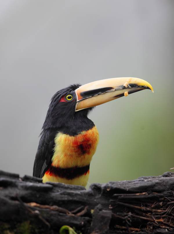 Pale-mandibled Aracari