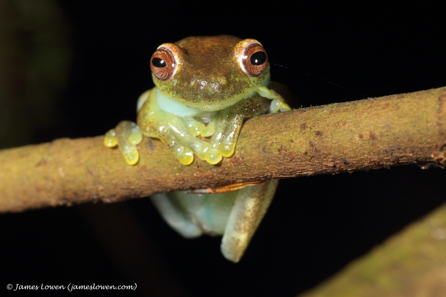 frog, Septimo Paraiso