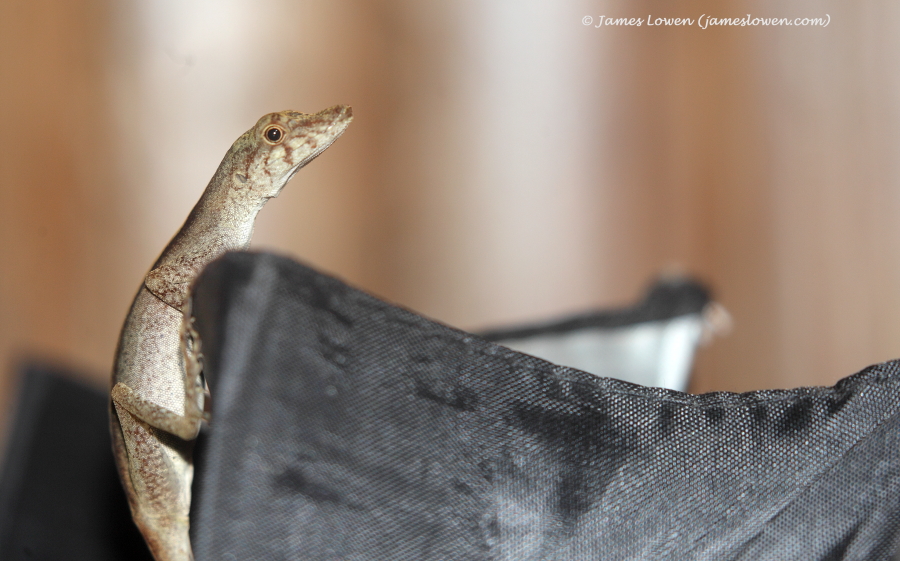 lizard tbc, Maquipucuna